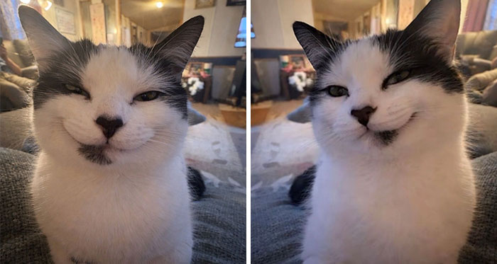 40 Adorable Cat Photos That Are Guaranteed To Melt Your Stress Away (New Pics)