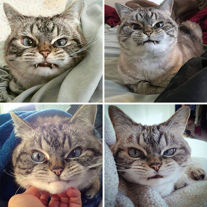 40 Adorable Cat Photos That Are Guaranteed To Melt Your Stress Away (New Pics)