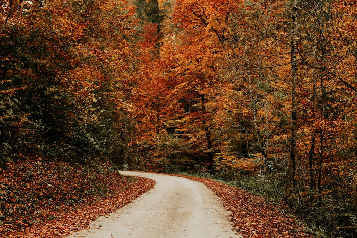 A winding dirt road through an autumn forest, with trees displaying vibrant orange and red leaves. Engagement stories.