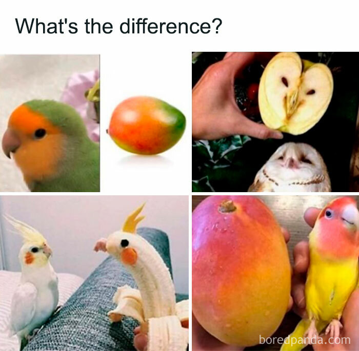 Funny comparison meme of birds and fruits with similar colors