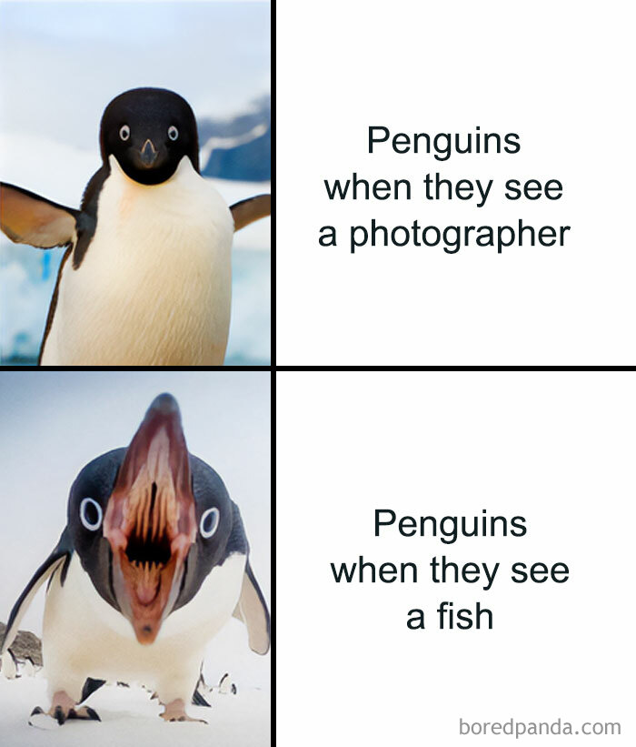 Penguin reacting to photographer and fish in humorous meme
