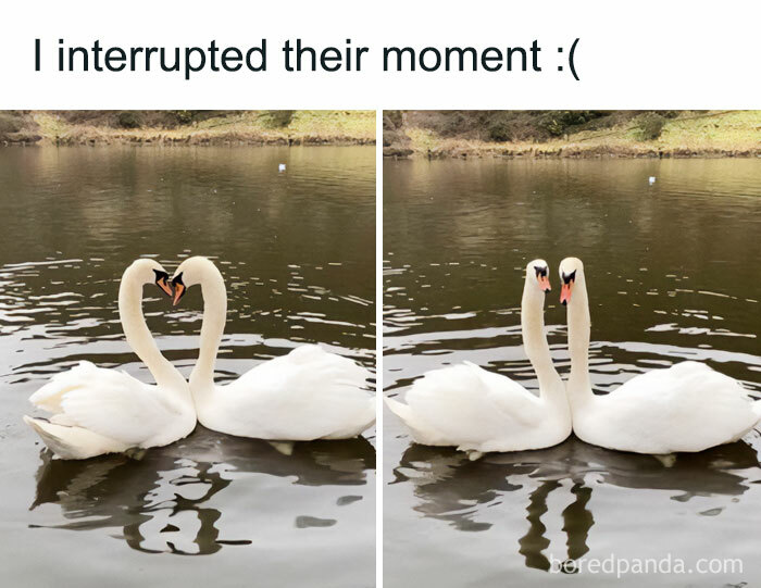 Swans interrupted while forming a heart shape in water