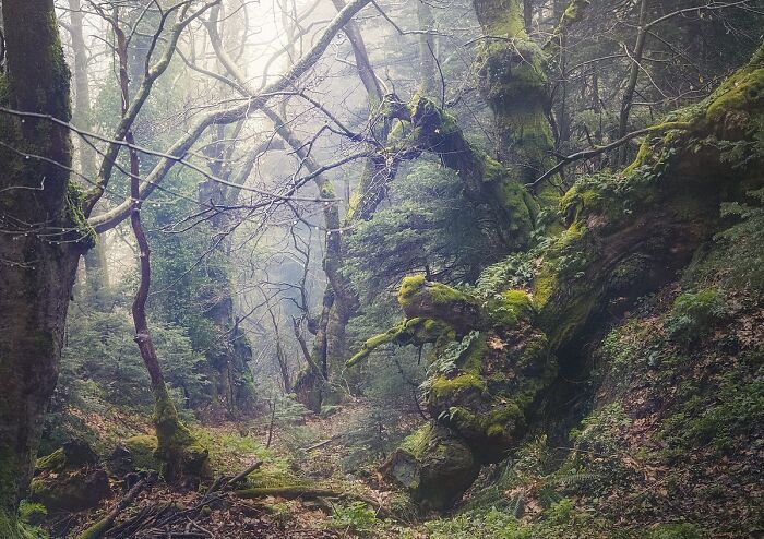 Moss-covered trees and dense vegetation in a misty forest