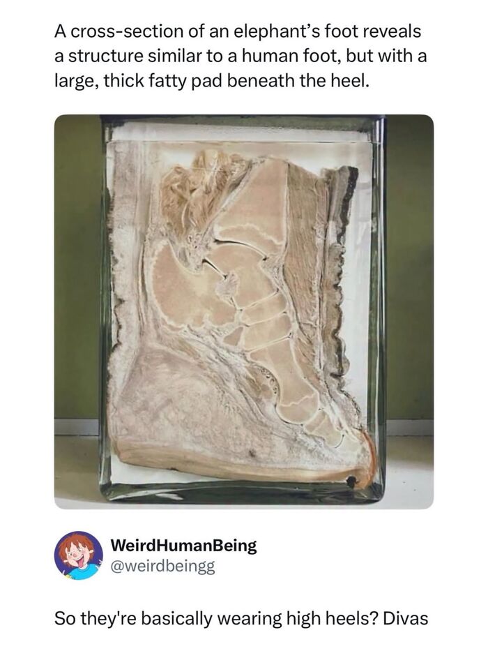 Cross-section of an elephant foot showing structure similar to a human foot with thick fatty pad beneath heel