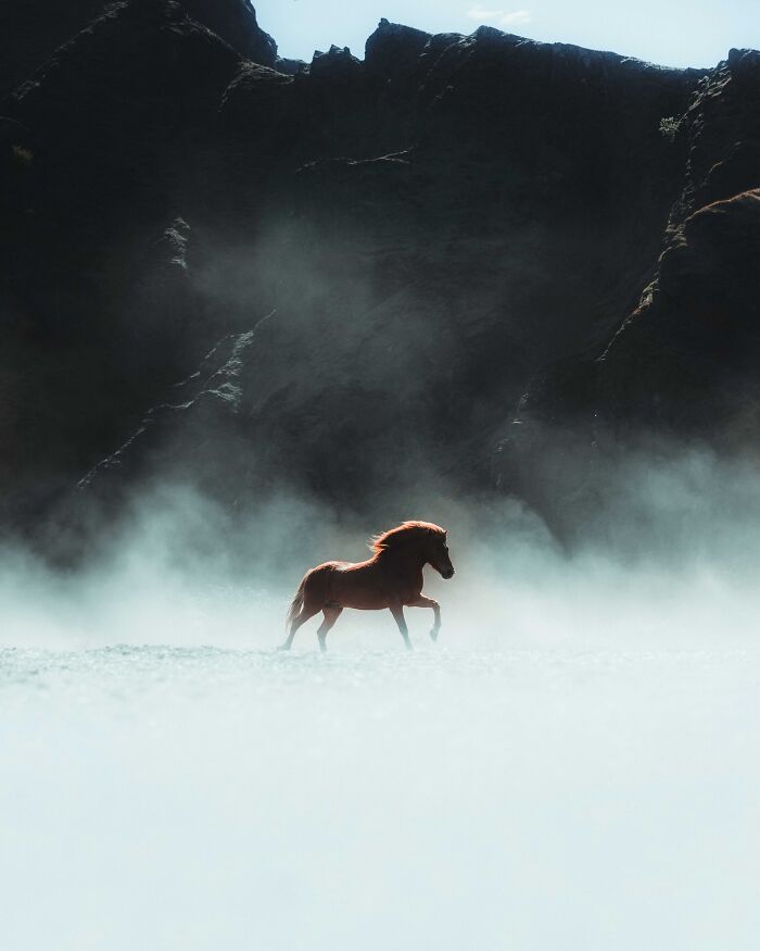 This Photographer Captures Iceland’s Domestic And Wild Animals In Their Natural Beauty (41 Pics)