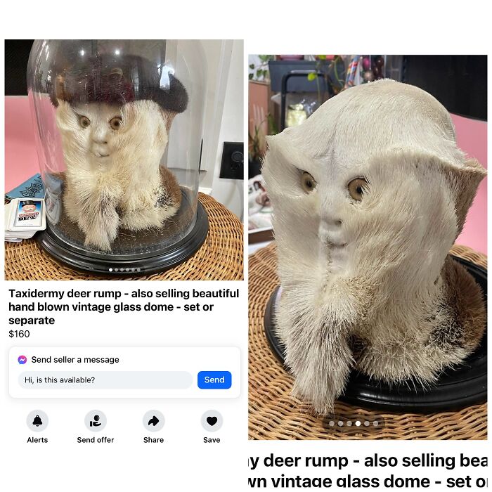 Taxidermy deer rump under glass dome listed on Facebook Marketplace