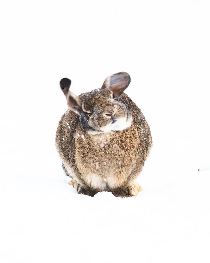 This Photographer Captures Iceland’s Domestic And Wild Animals In Their Natural Beauty (41 Pics)