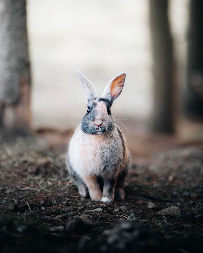This Photographer Captures Iceland’s Domestic And Wild Animals In Their Natural Beauty (41 Pics)