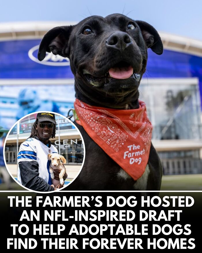 From Rescue Miracles To Emotional Reunions: 32 New Dog Stories Shared By 'We Rate Dogs'