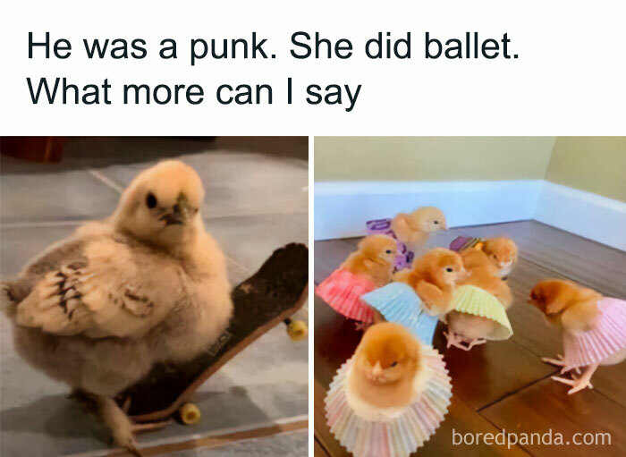 Cute baby chicks dressed in funny outfits meme