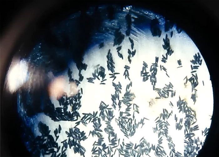 "Villain Origin Story": Bill Gates' 'Mutant' Mosquito Factory Goes Viral After People Learn What It's For