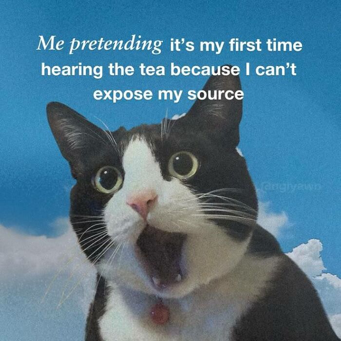 Black and white cat with open mouth and text about pretending first time hearing tea