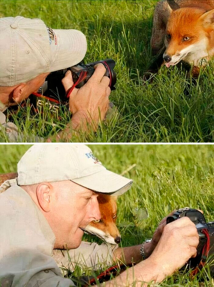 A photographer capturing a fox in tall green grass, then the fox affectionately resting its head on the photographer. Blessed images of positivity.