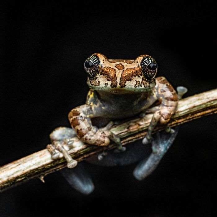 Photographer Captures The Hidden Beauty Of Frogs Through Stunning Macro Shots (22 New Pics)