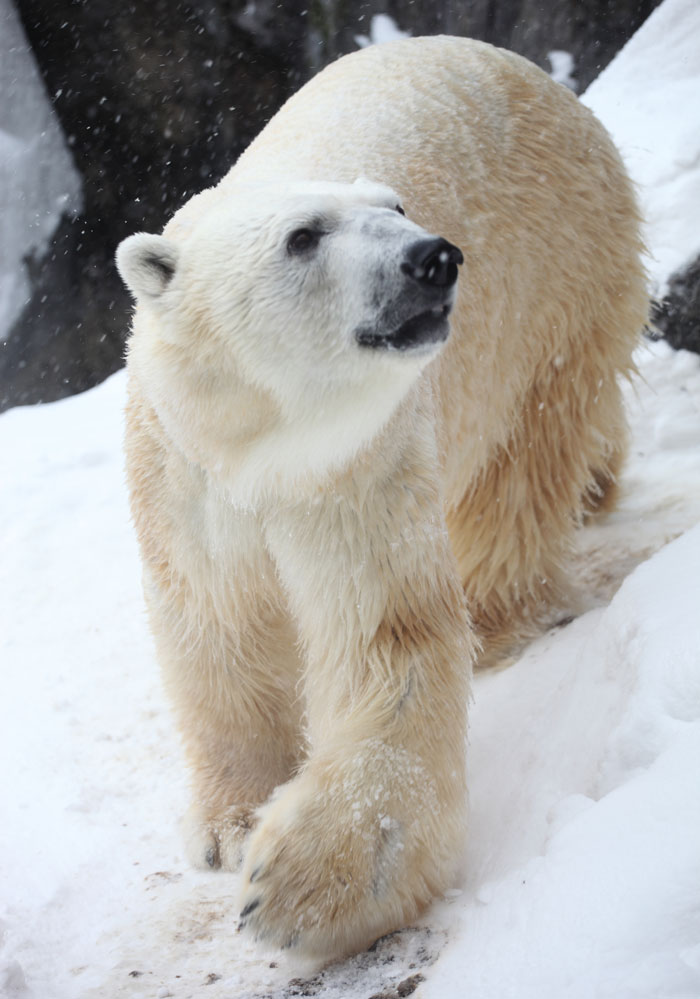 Polar bear walking on snow illustrating wildlife that will actively hunt people