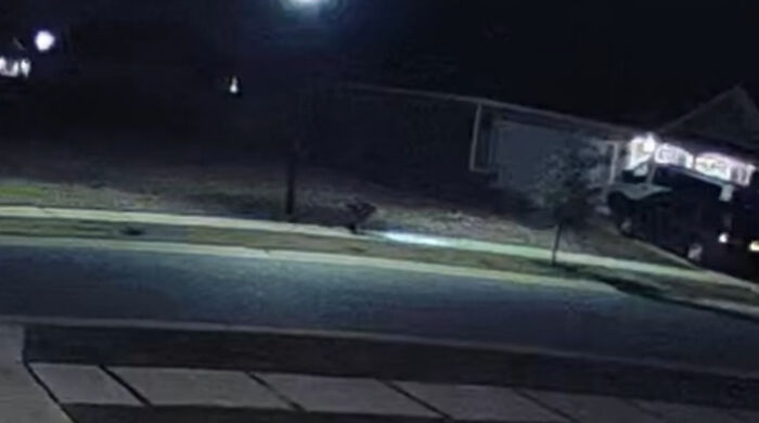 Nighttime street view with a "creature" lurking by the sidewalk, illuminated by a street light, generating viral video buzz. Nighttime street view with a "creature" lurking by the sidewalk, illuminated by a street light, generating viral video buzz.