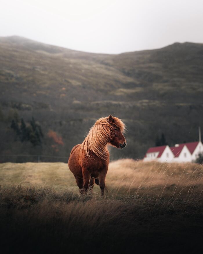 This Photographer Captures Iceland’s Domestic And Wild Animals In Their Natural Beauty (41 Pics)