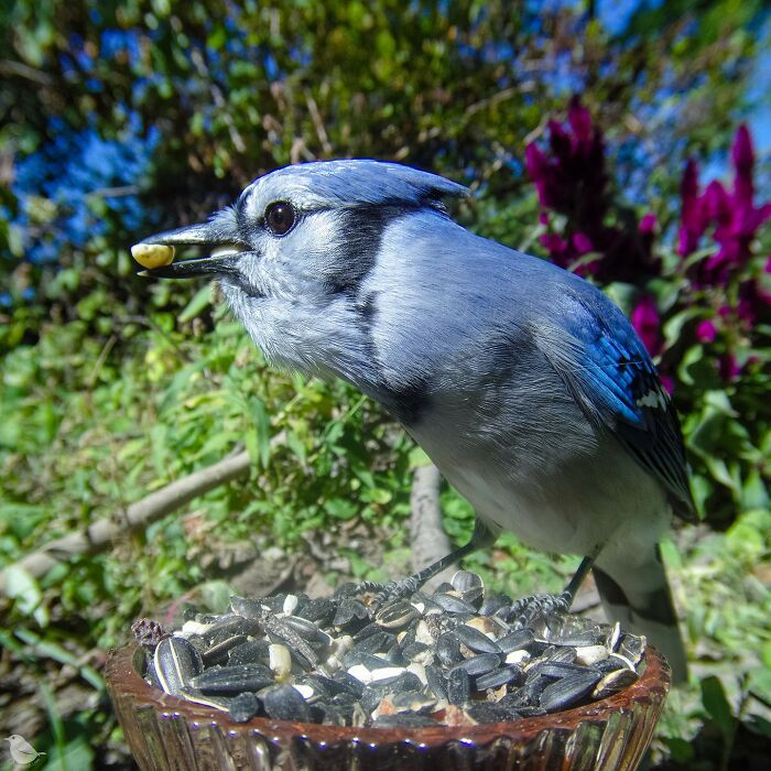 This Photographer’s Backyard Bird Camera Turns Tiny Visitors Into Hilarious Little Celebrities (30 New Pics)- Interview