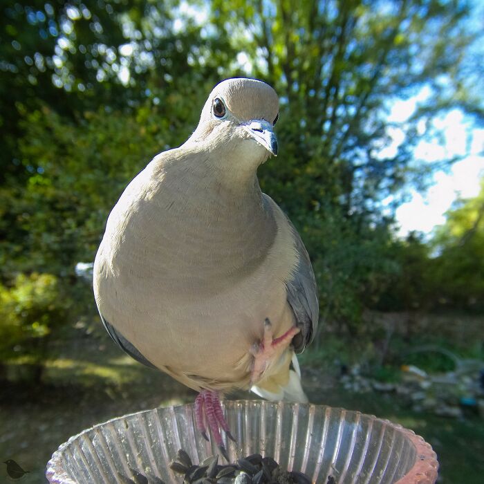 This Photographer’s Backyard Bird Camera Turns Tiny Visitors Into Hilarious Little Celebrities (30 New Pics)- Interview