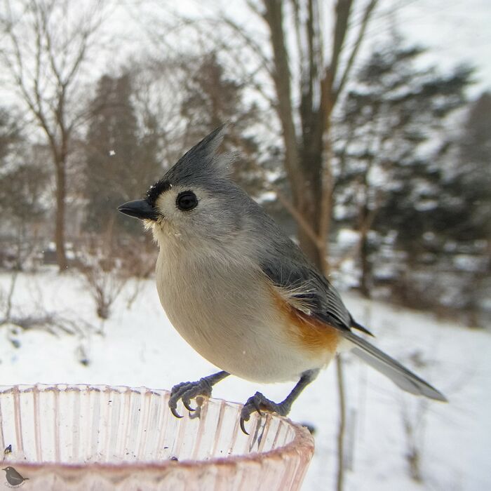 This Photographer’s Backyard Bird Camera Turns Tiny Visitors Into Hilarious Little Celebrities (30 New Pics)- Interview