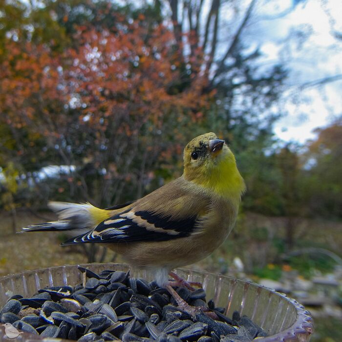 This Photographer’s Backyard Bird Camera Turns Tiny Visitors Into Hilarious Little Celebrities (30 New Pics)- Interview