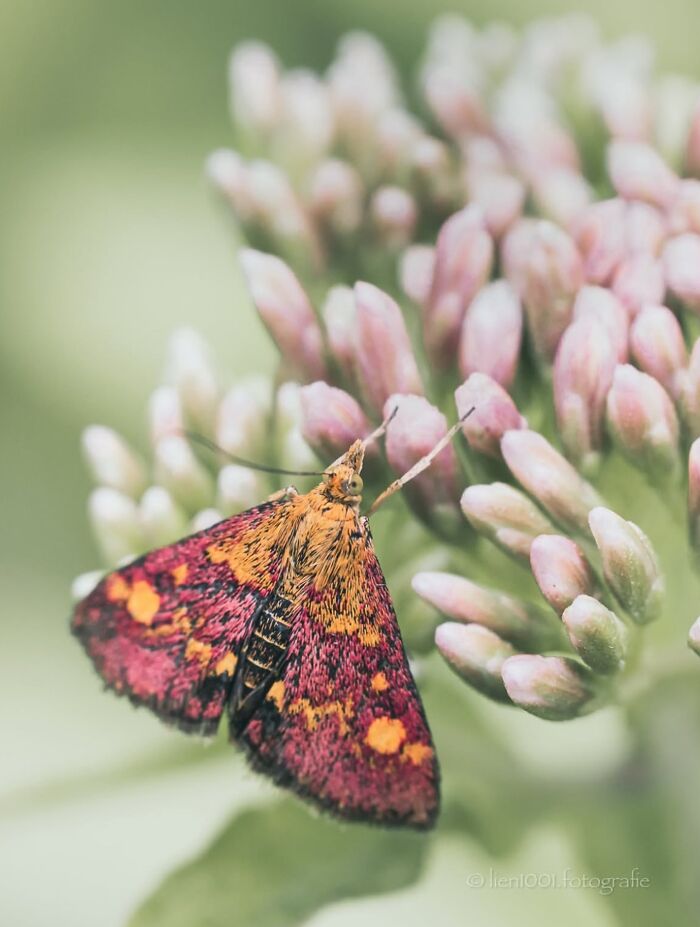 55 Fascinating Macro Photos Shared By This Page That Reveal Tiny Worlds Up Close