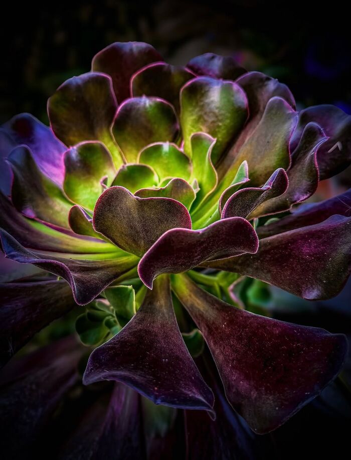55 Fascinating Macro Photos Shared By This Page That Reveal Tiny Worlds Up Close