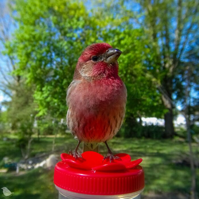 This Photographer’s Backyard Bird Camera Turns Tiny Visitors Into Hilarious Little Celebrities (30 New Pics)- Interview