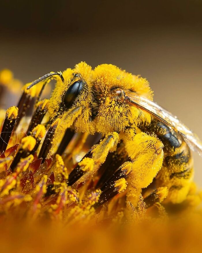 55 Fascinating Macro Photos Shared By This Page That Reveal Tiny Worlds Up Close