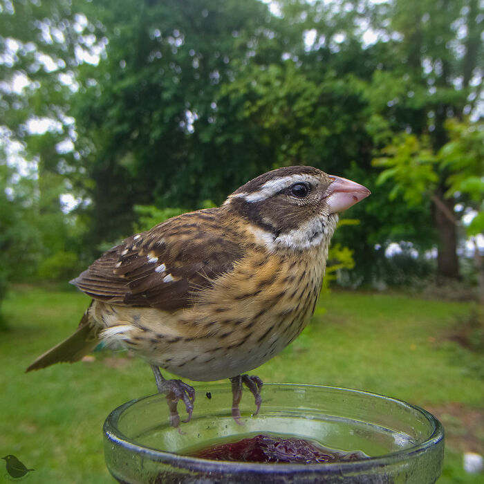 This Photographer’s Backyard Bird Camera Turns Tiny Visitors Into Hilarious Little Celebrities (30 New Pics)- Interview