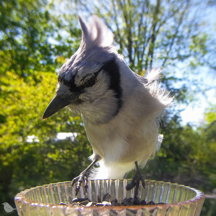 This Photographer’s Backyard Bird Camera Turns Tiny Visitors Into Hilarious Little Celebrities (30 New Pics)- Interview