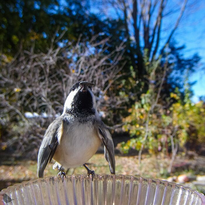 This Photographer’s Backyard Bird Camera Turns Tiny Visitors Into Hilarious Little Celebrities (30 New Pics)- Interview