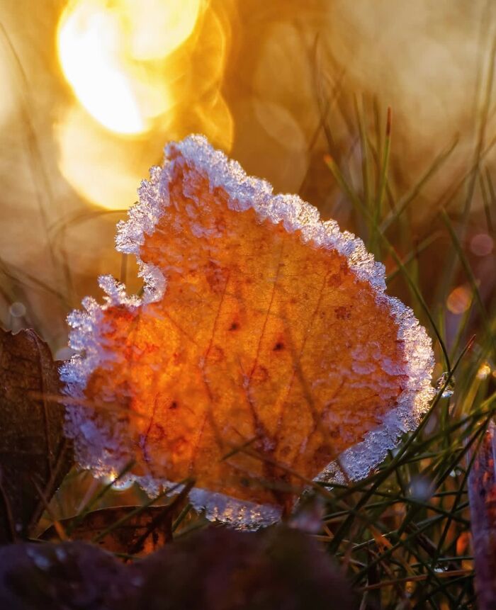 55 Fascinating Macro Photos Shared By This Page That Reveal Tiny Worlds Up Close