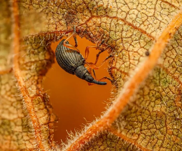 55 Fascinating Macro Photos Shared By This Page That Reveal Tiny Worlds Up Close