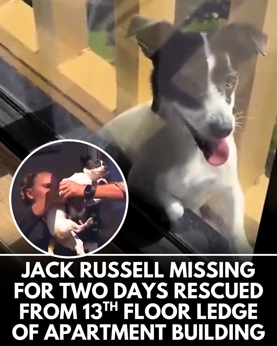 30 Heartwarming Dog Stories That Prove Kindness Still Exists In The World