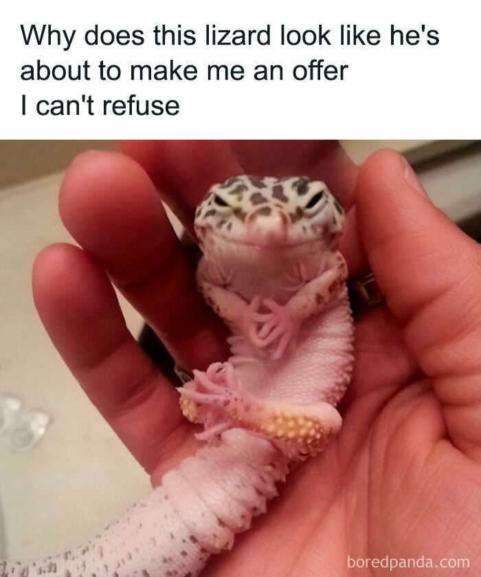 Lizard meme with caption about making an offer with lizard in hand
