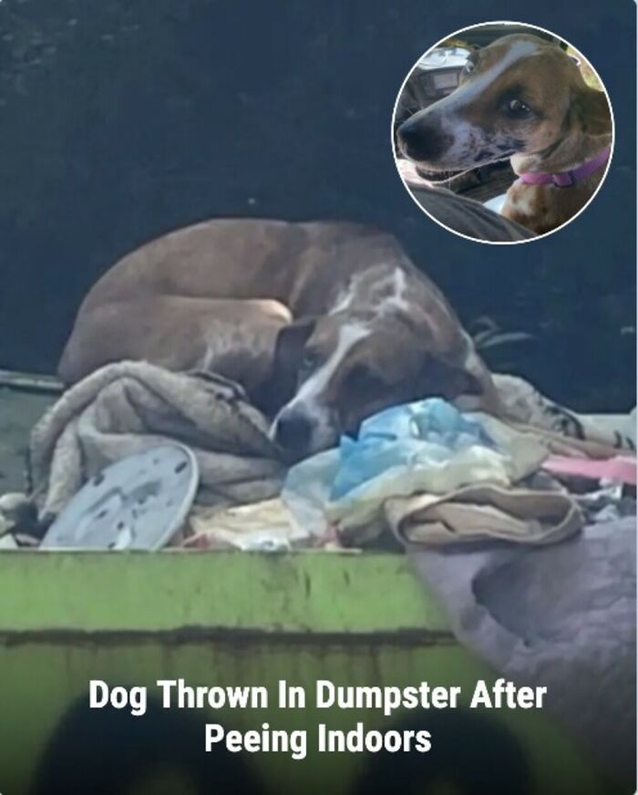 These Rescue Animal Stories From This Facebook Page Are Breaking Hearts And Restoring Faith In Humanity (31 Stories)