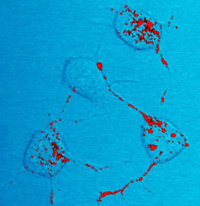 Microscopic view of cells with red markers highlighting biological science