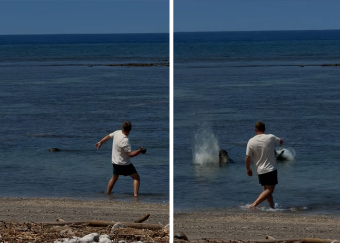 Tourist throwing rock at seal in ocean near shore