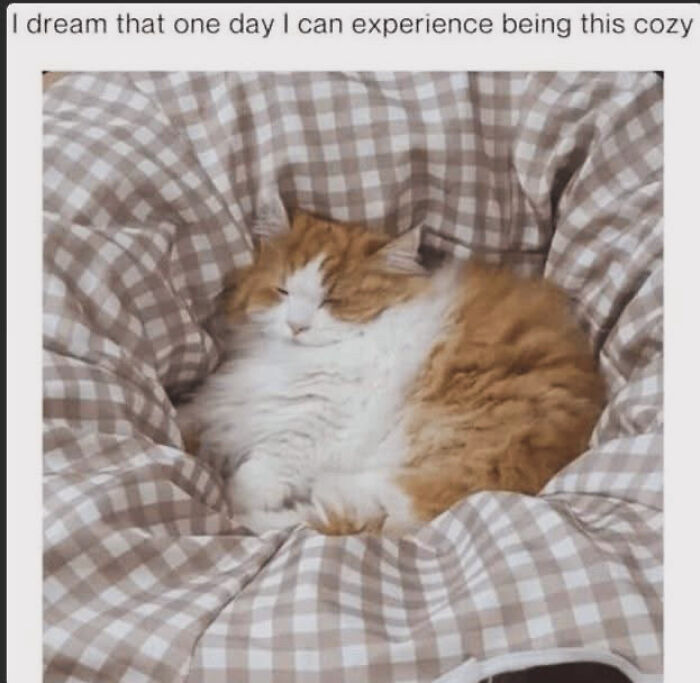 Wholesome-Memes-Memeuplift