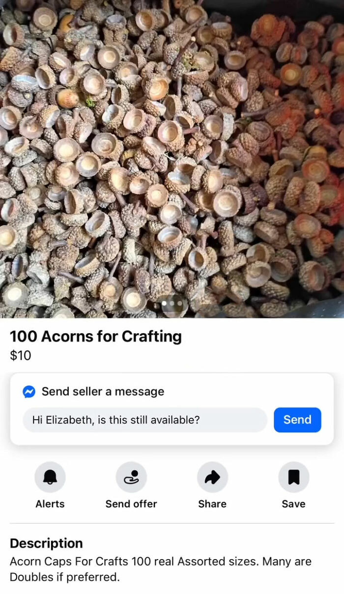 100 acorns for crafting displayed in a container for craft projects