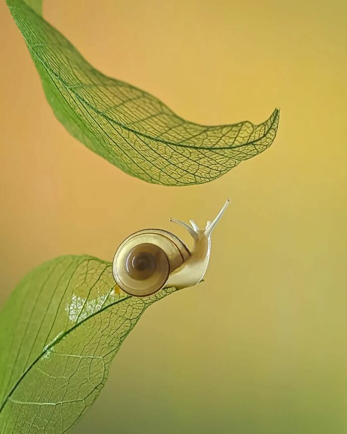 55 Fascinating Macro Photos Shared By This Page That Reveal Tiny Worlds Up Close