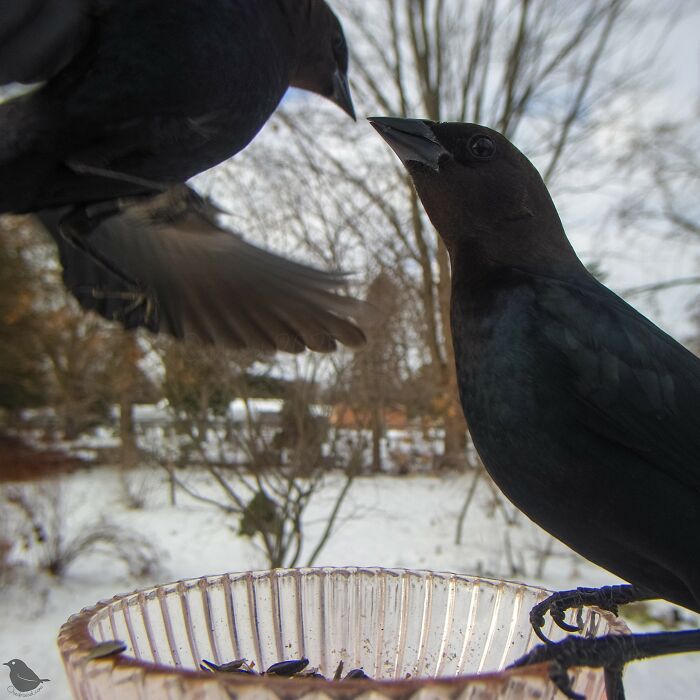 This Photographer’s Backyard Bird Camera Turns Tiny Visitors Into Hilarious Little Celebrities (30 New Pics)- Interview