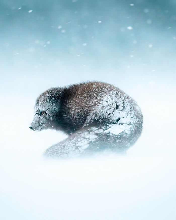 This Photographer Captures Iceland’s Domestic And Wild Animals In Their Natural Beauty (41 Pics)