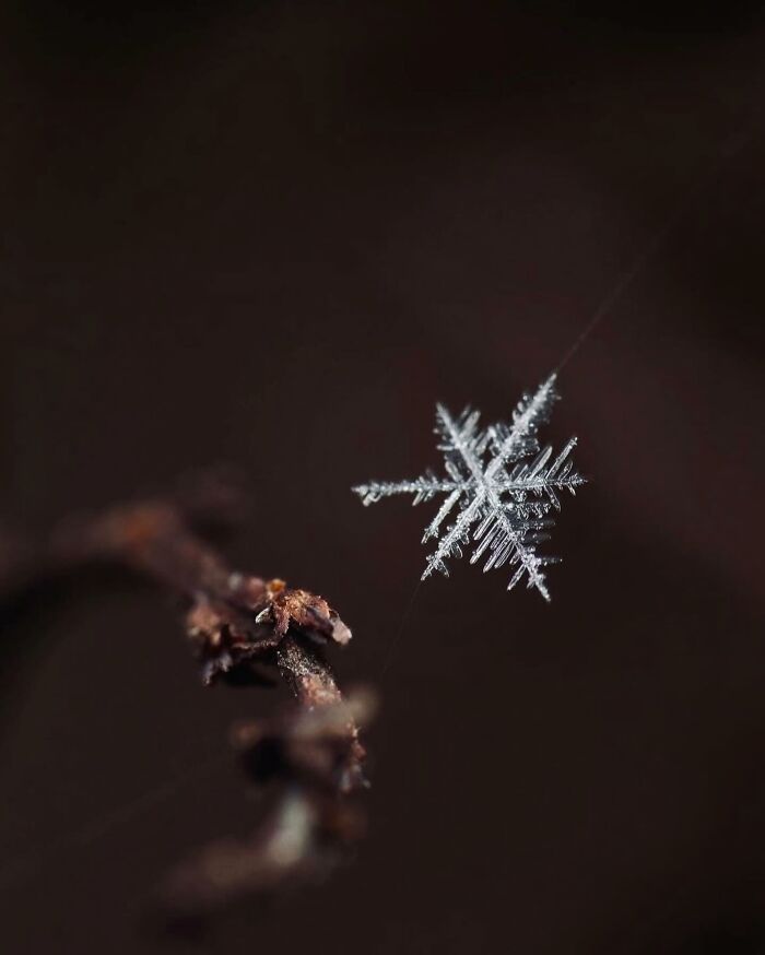 55 Fascinating Macro Photos Shared By This Page That Reveal Tiny Worlds Up Close