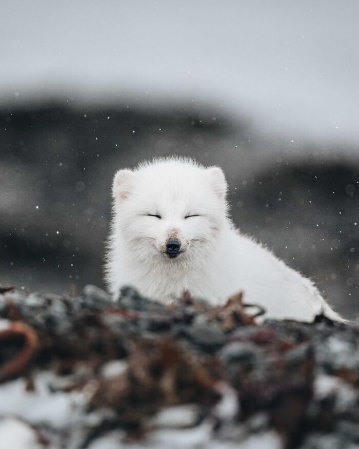 This Photographer Captures Iceland’s Domestic And Wild Animals In Their Natural Beauty (41 Pics)
