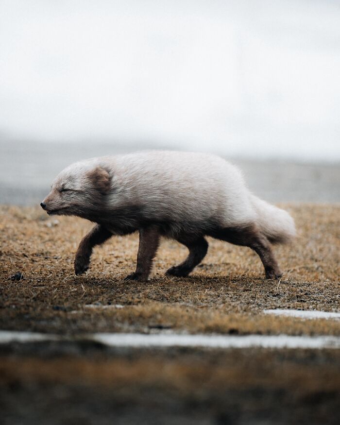 This Photographer Captures Iceland’s Domestic And Wild Animals In Their Natural Beauty (41 Pics)