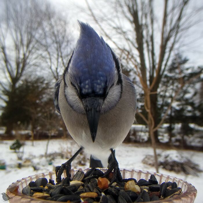This Photographer’s Backyard Bird Camera Turns Tiny Visitors Into Hilarious Little Celebrities (30 New Pics)- Interview