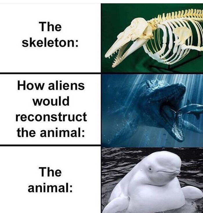 Humorous meme comparing animal skeleton and appearance