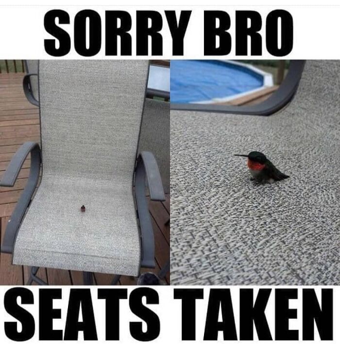 Hummingbird sitting on chair meme caption seats taken